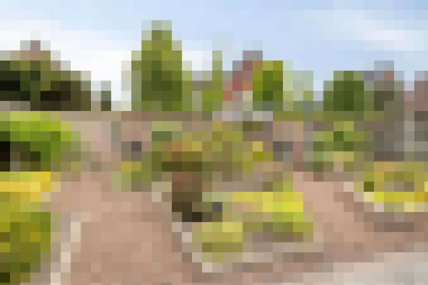 Kastanjelaan 198 Halsteren thumbnail 41