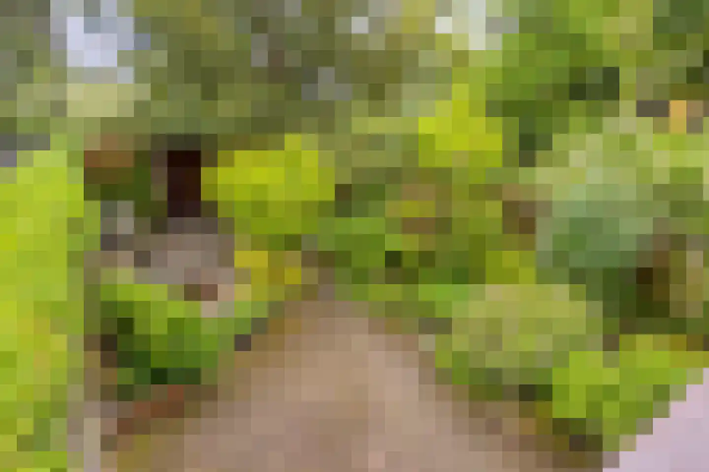 Kastanjelaan 21 Arnhem thumbnail 33