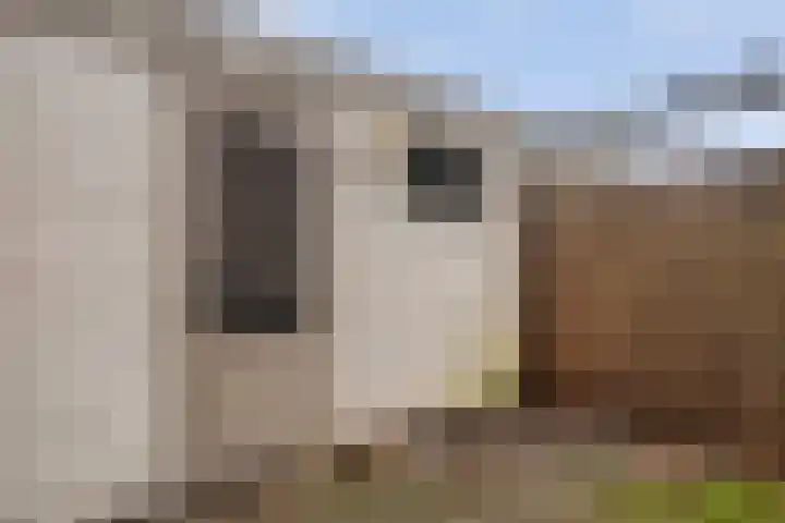 Kastanjelaan 22 Meppel thumbnail 33