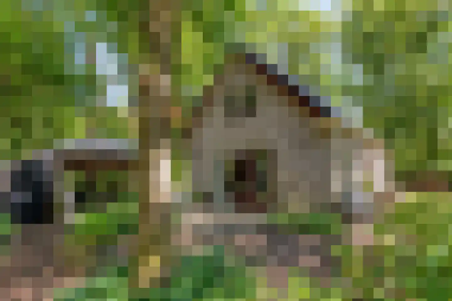 Kastanjelaan 23 Norg thumbnail 32