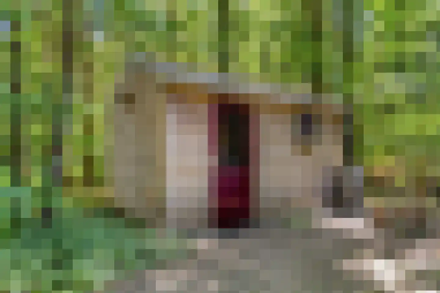 Kastanjelaan 23 Norg thumbnail 34