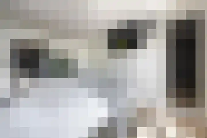 Kastanjelaan 3 Helvoirt thumbnail 21