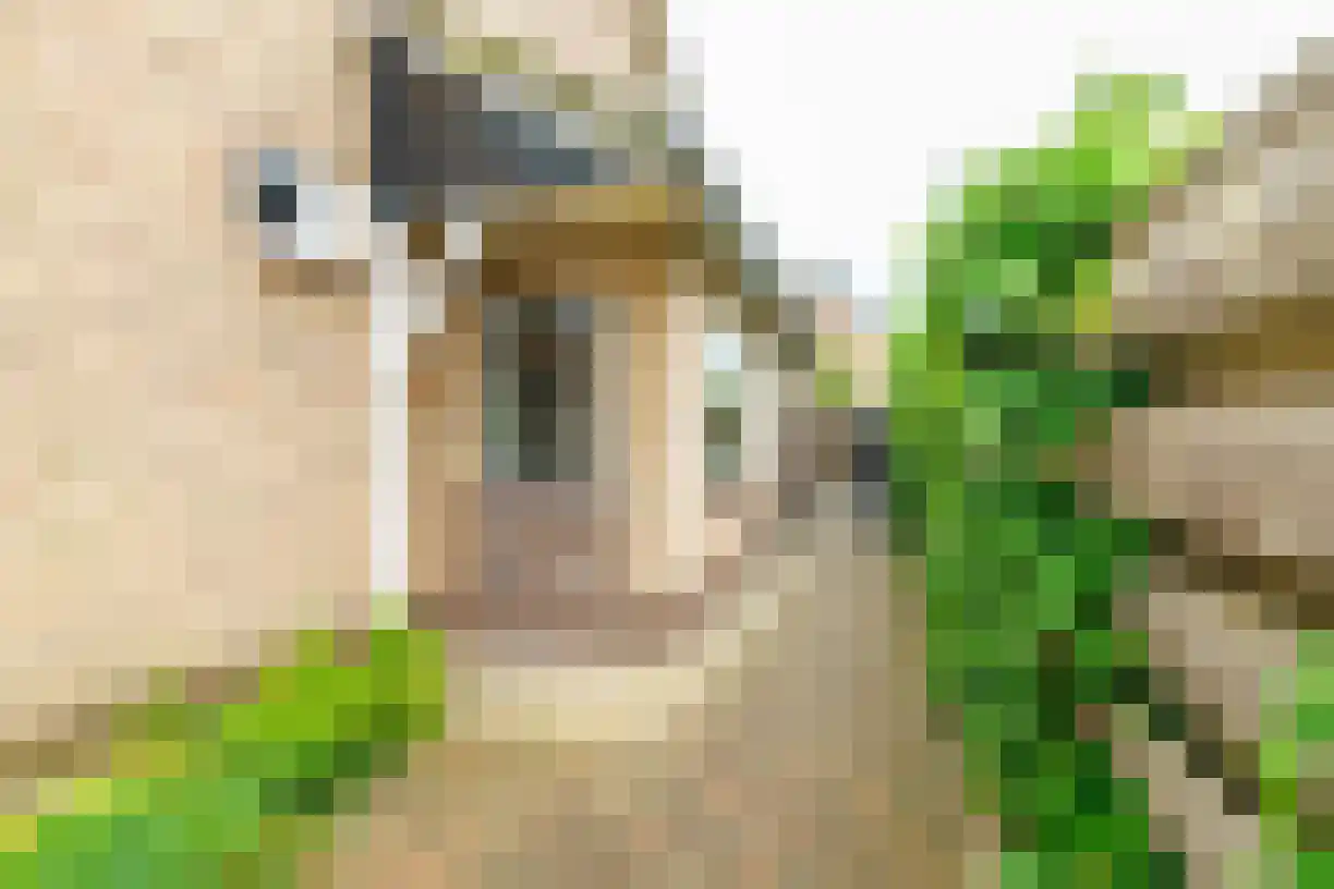 Kastanjelaan 4 Wierden thumbnail 44