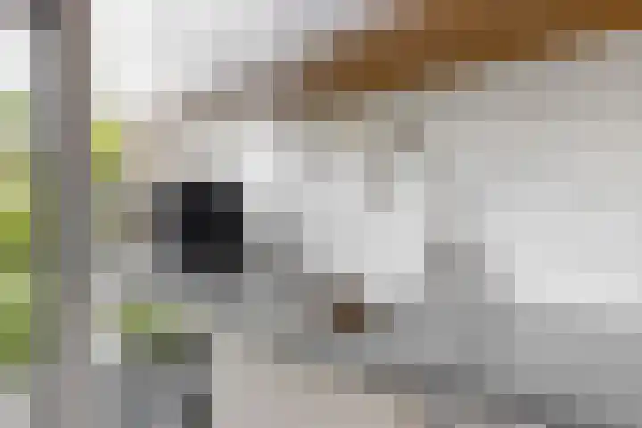 Kastanjelaan 5 Woerden thumbnail 16