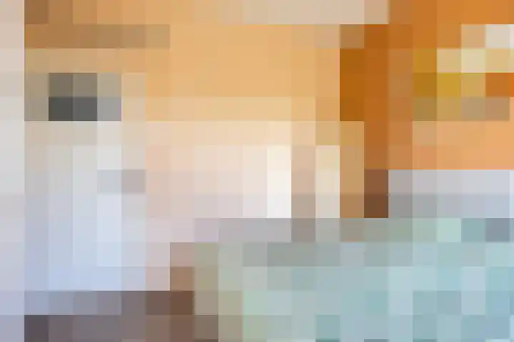 Kastanjelaan 51 Oss thumbnail 19