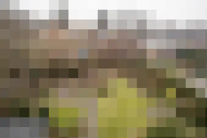 Kastanjelaan 7 Wierden thumbnail 59