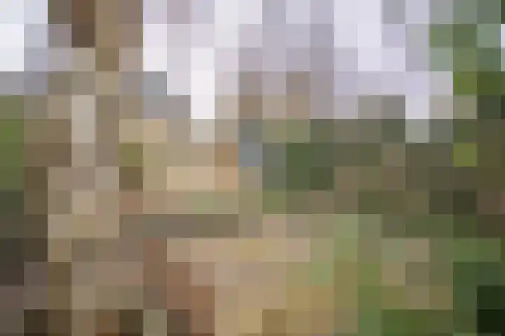 Kastanjelaan 7 Wierden thumbnail 64