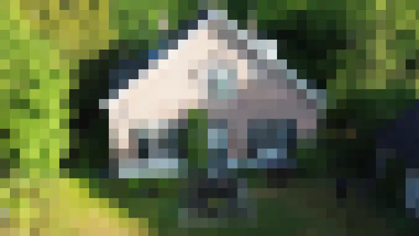 Kastanjelaan 9 Velp thumbnail 36