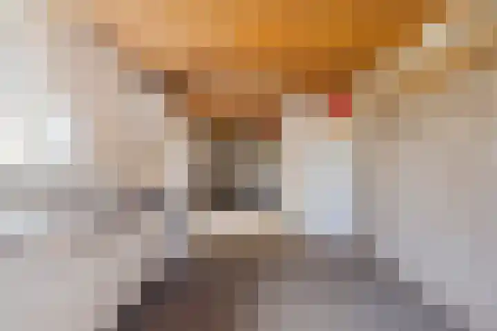 Kastanjestraat 20 Vogelwaarde thumbnail 32