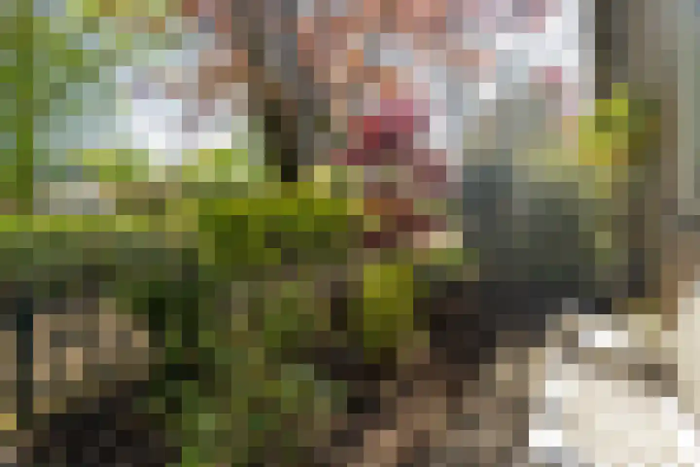 Kasteel Cannestraat 37 Tilburg thumbnail 9