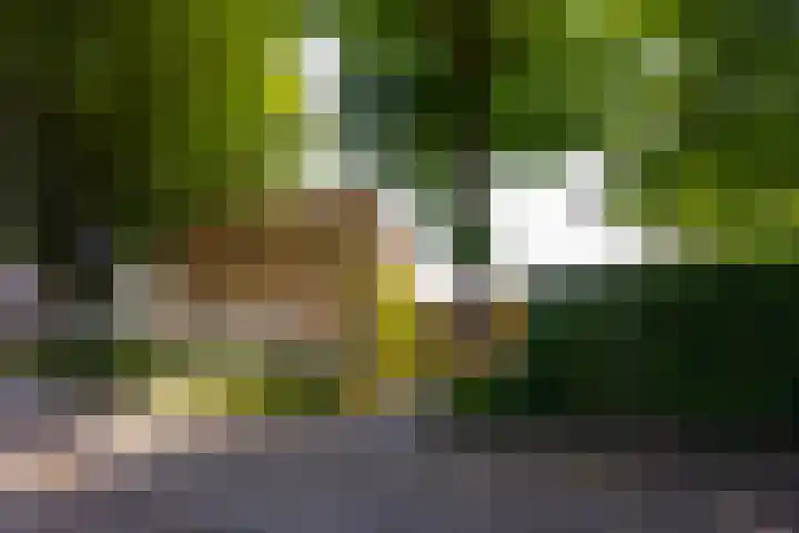 Kasteel Doorwerthstraat 2 Tilburg thumbnail 55