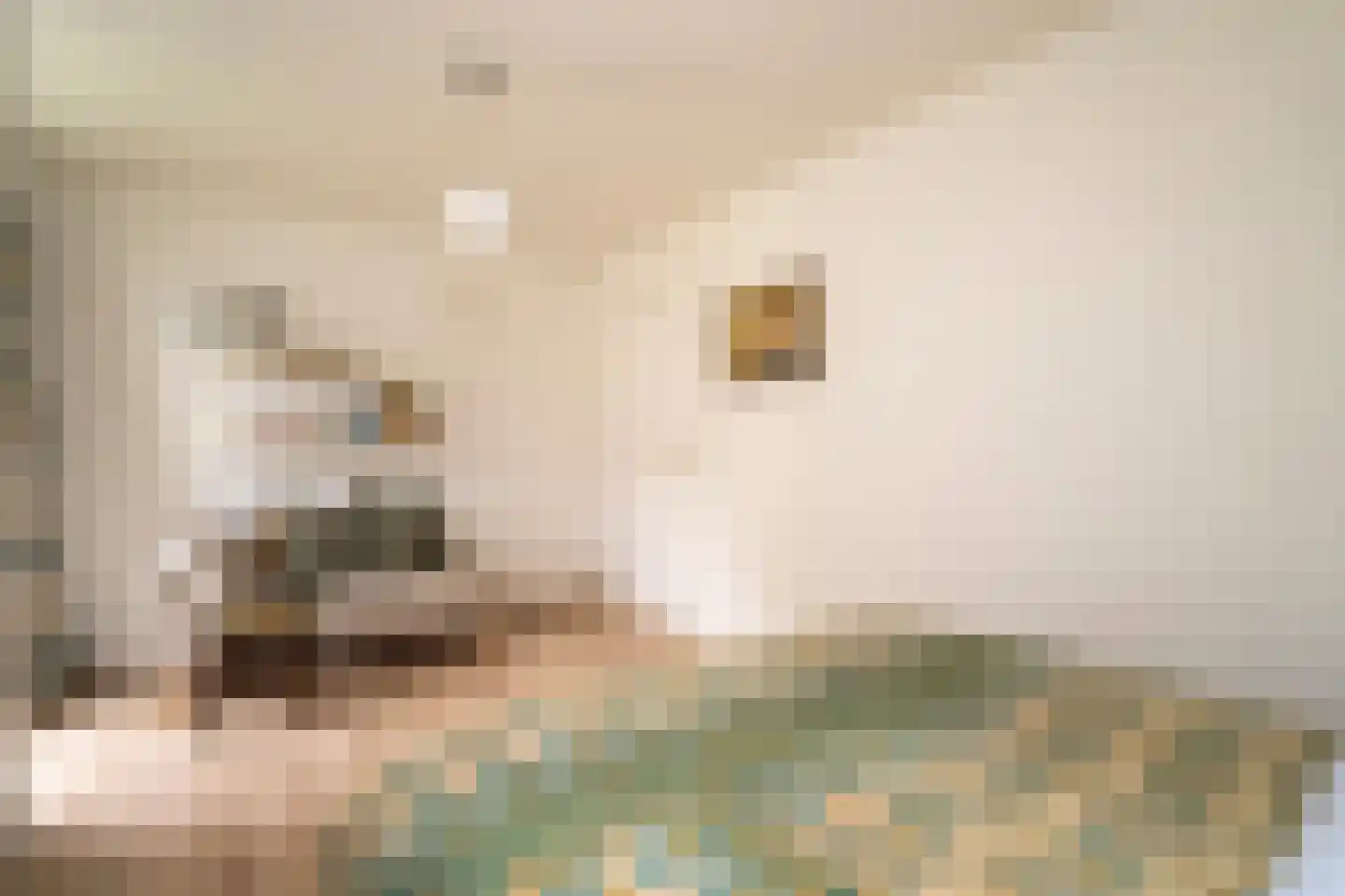Kasteel Rhoonhof 3 Tilburg thumbnail 45