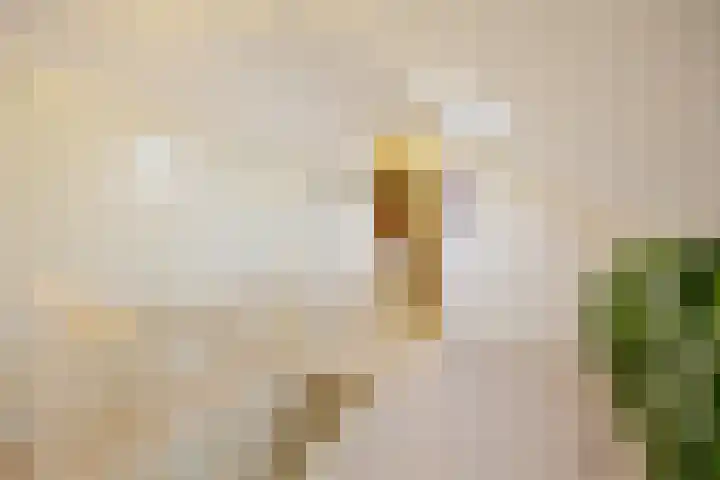 Kasteellaan 1 Druten thumbnail 29