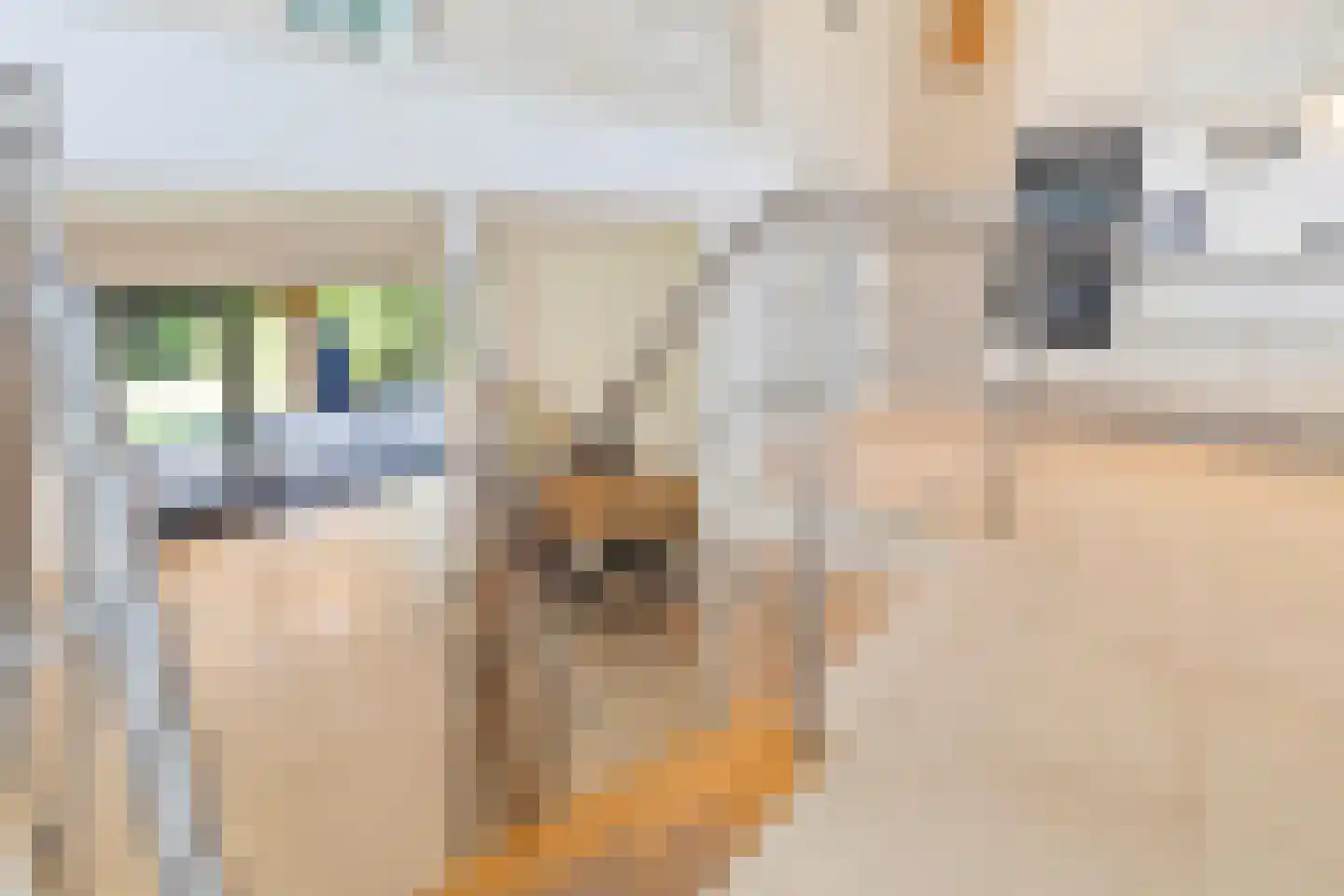 Kasteellaan 26 Baarlo thumbnail 16