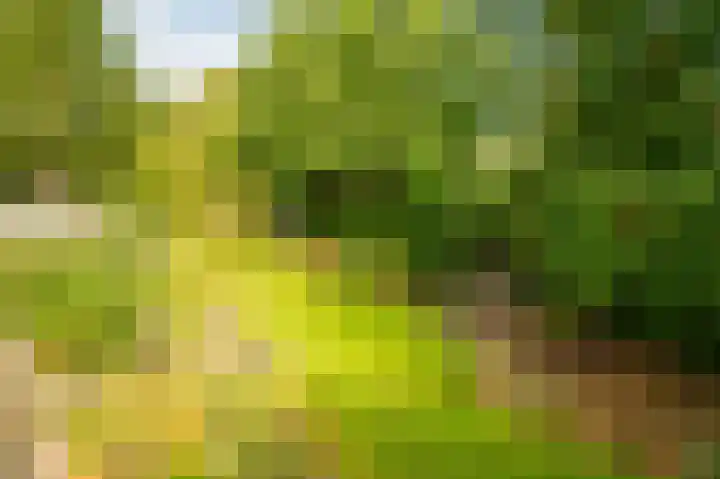 Kasteellaan 26 N Wijchen thumbnail 12