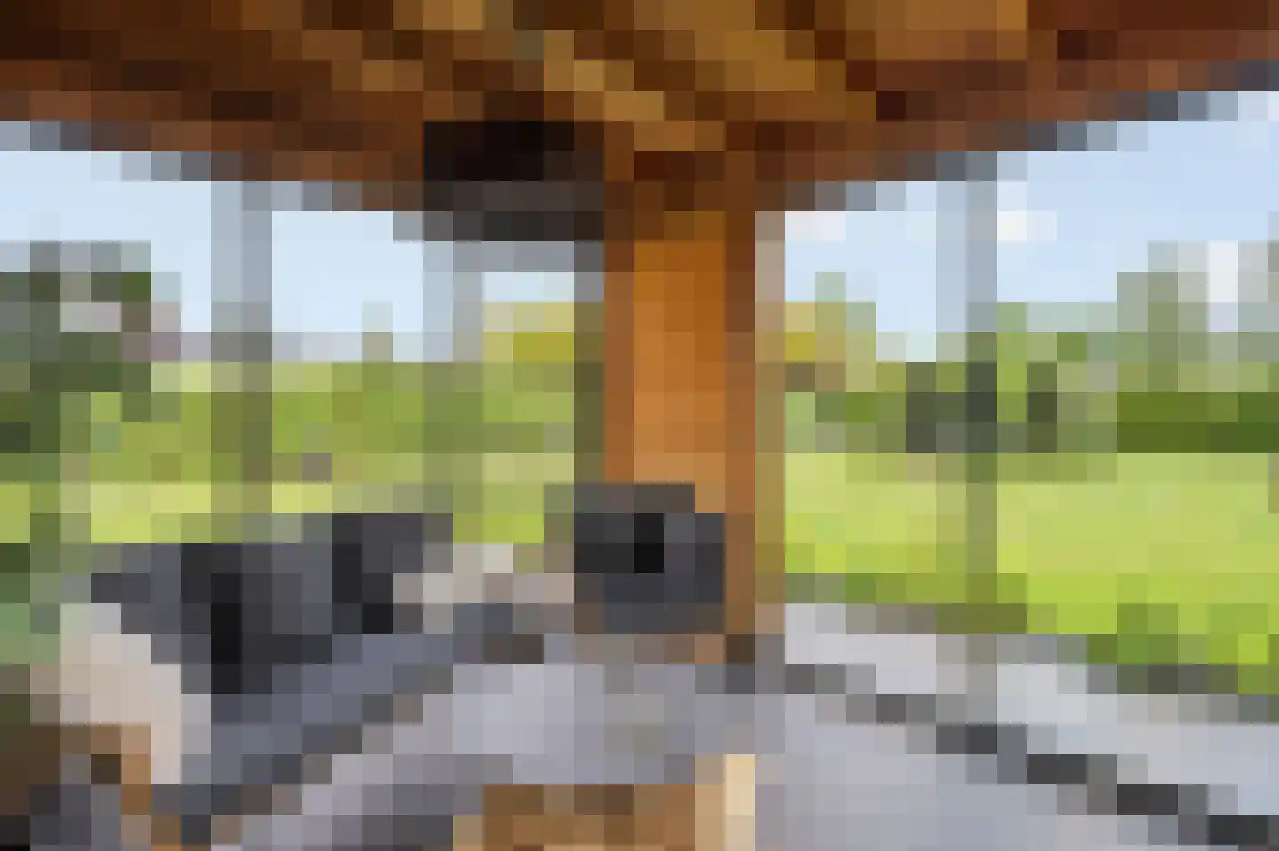 Kasteelweg 55 Echt thumbnail 65