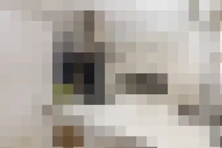 Kastelein 19 Wilnis thumbnail 6
