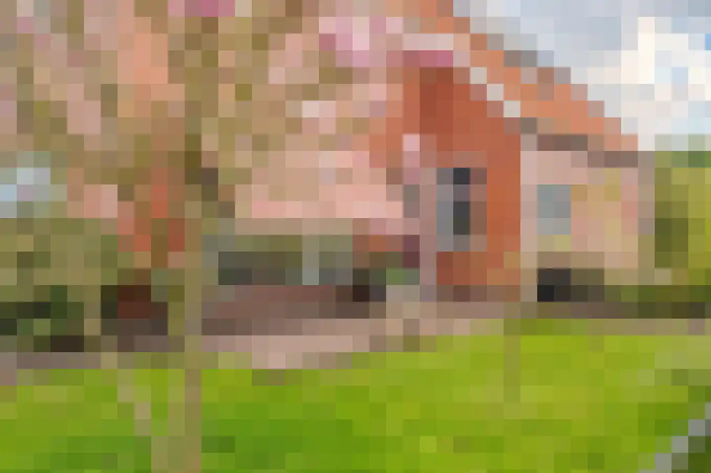 Katerslaan 2 Nieuw Scheemda thumbnail 4