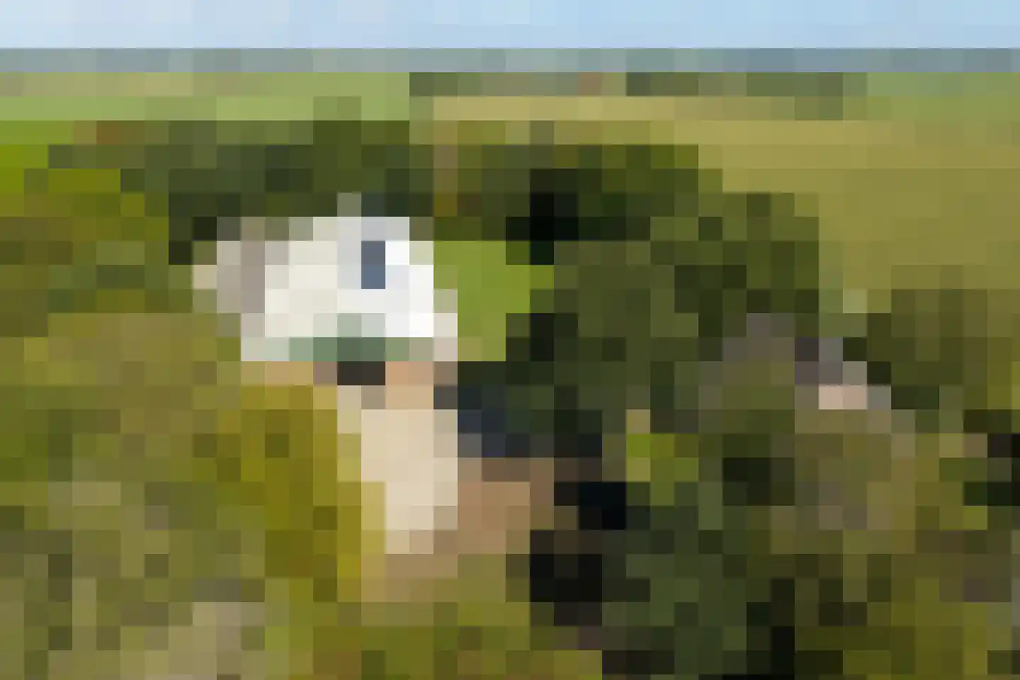 Katerwaalsedijk 7 Abbenbroek thumbnail 5