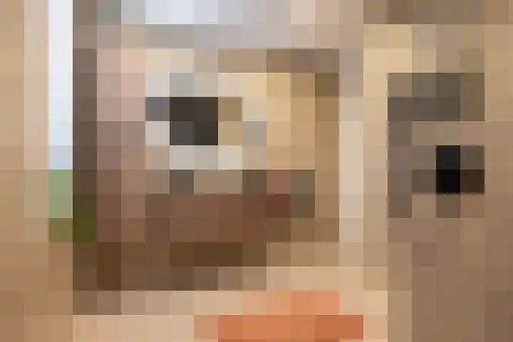 Katjesbos 115 Doetinchem thumbnail 40