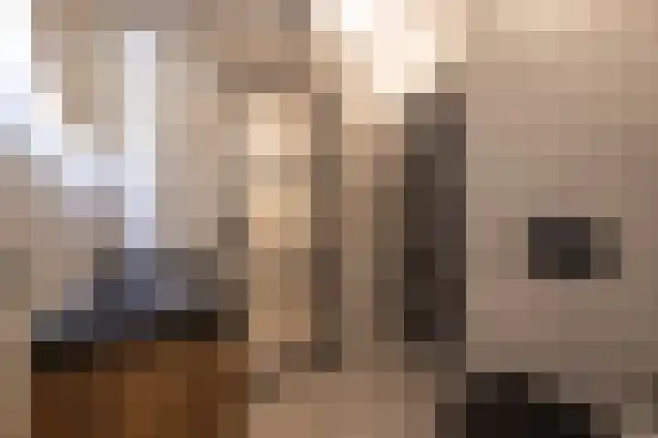 Katjesbos 16 Doetinchem thumbnail 34