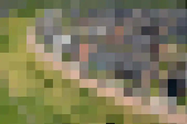 Katjesbos 16 Doetinchem thumbnail 51