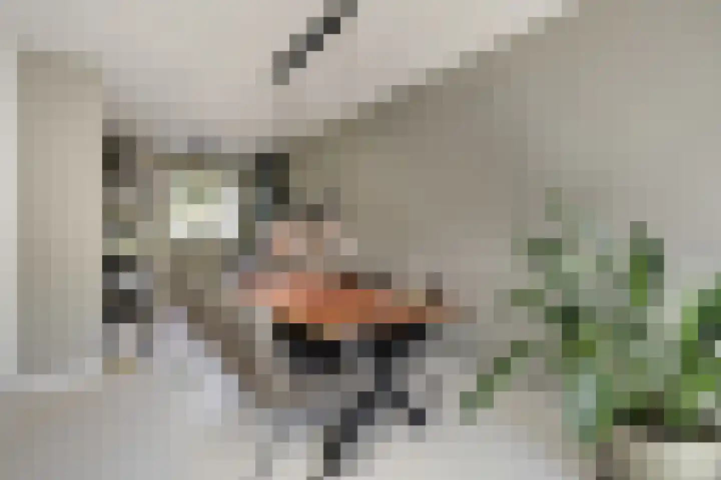 Katjesbos 20 Doetinchem thumbnail 19