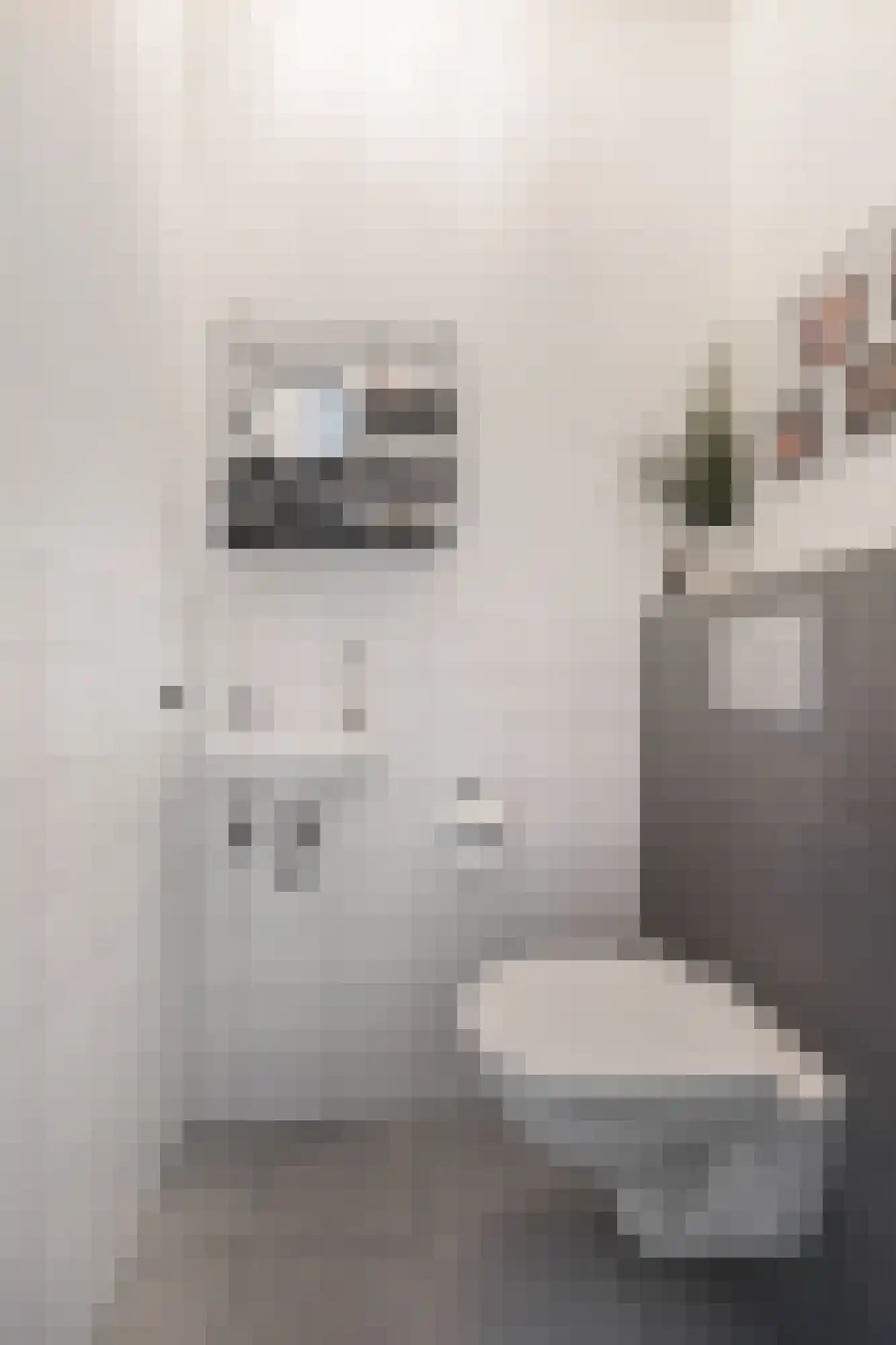 Katjesbos 4 Doetinchem thumbnail 18