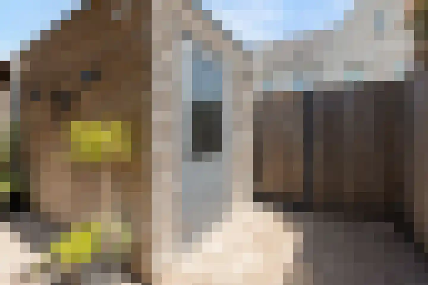 Katjesbos 4 Doetinchem thumbnail 37