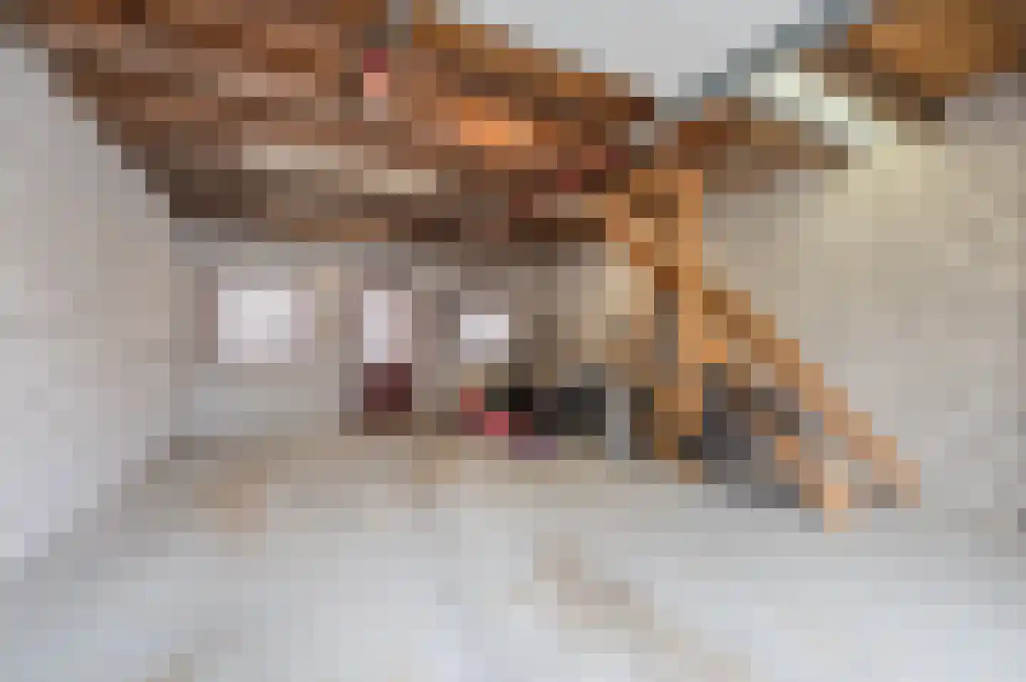 Katoenstraat 6 Geldrop thumbnail 40
