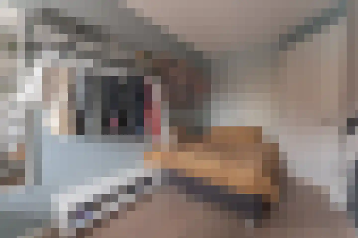 Katschip 11 Enkhuizen thumbnail 43