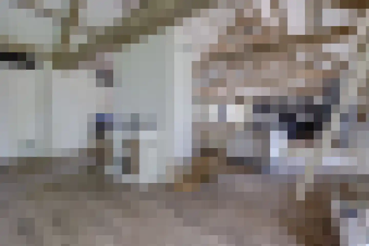 Katsven 3 Oeffelt thumbnail 18