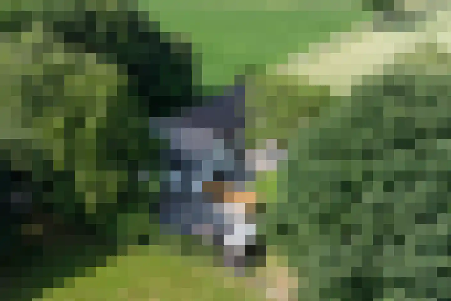 Katsven 3 Oeffelt thumbnail 8