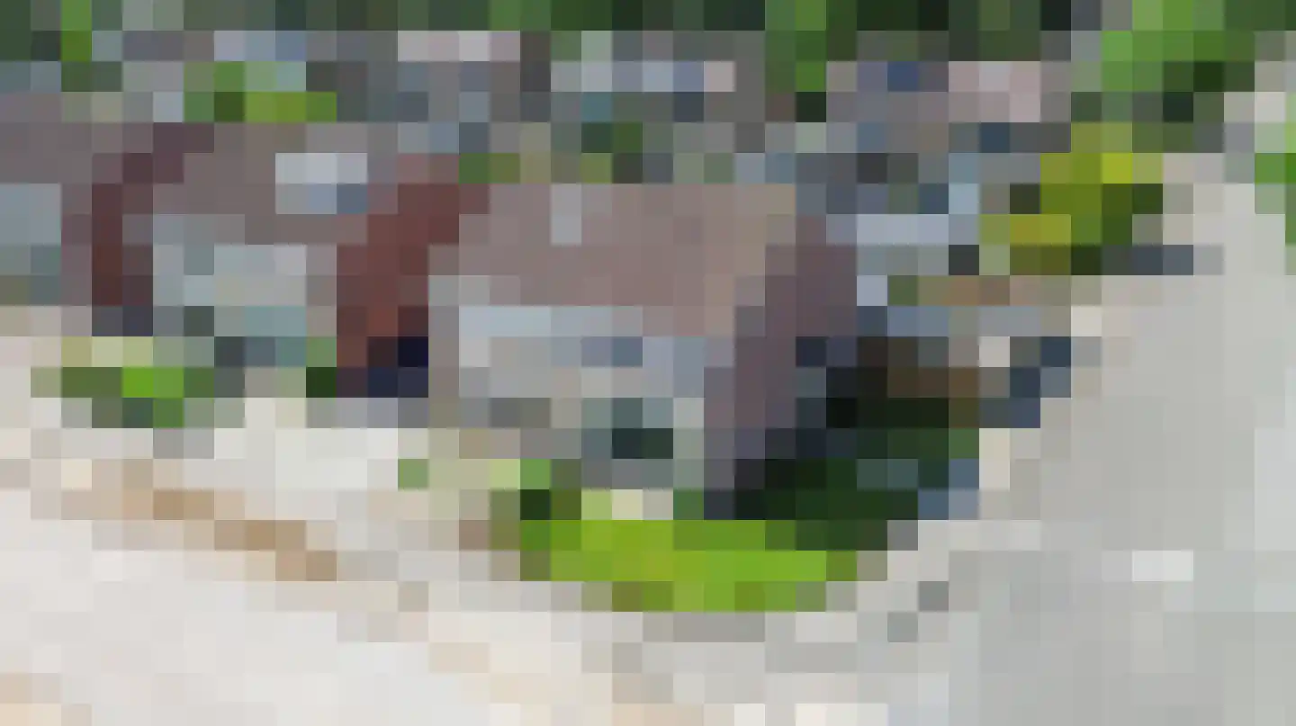 Kattebos 66 Heerenveen thumbnail 5