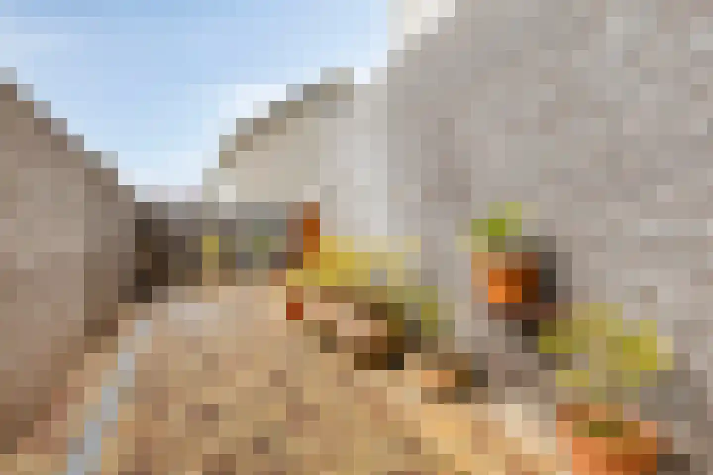 Kattedoorn 66 Cuijk thumbnail 14