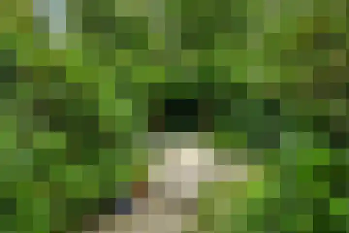 Kattenbosch 22 Rosmalen thumbnail 18