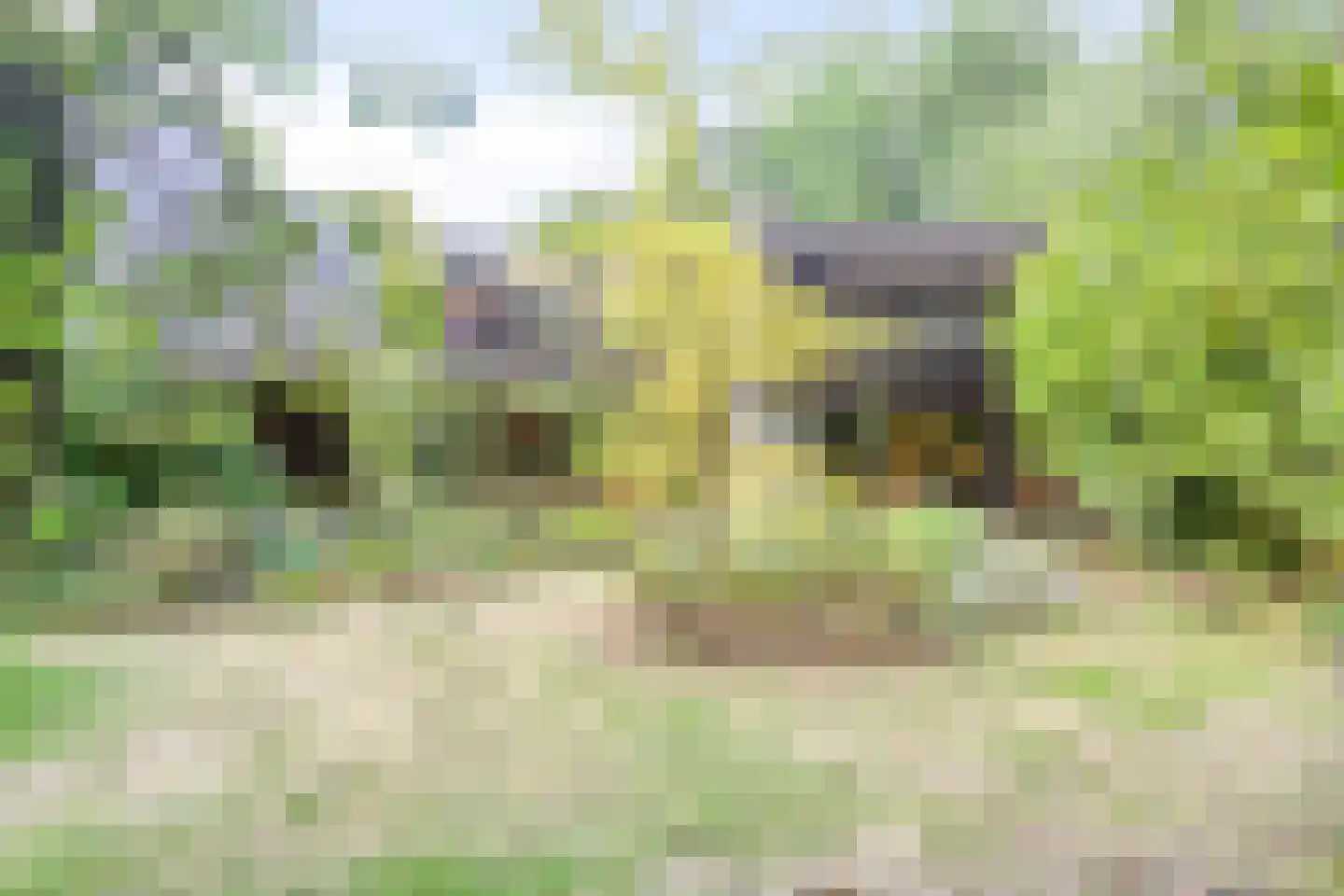 Kattenbosch 78 Rosmalen thumbnail 67