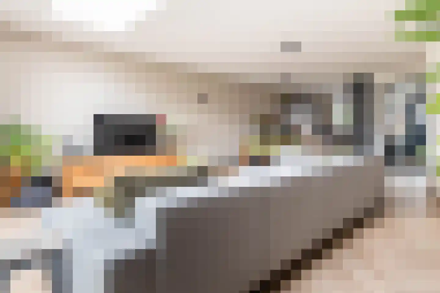 Kattenstaart 11 Berlicum thumbnail 10