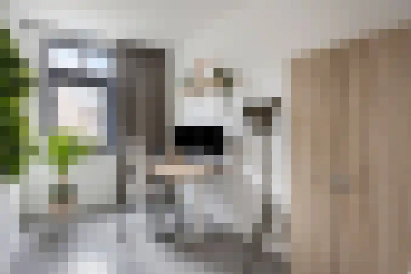 Kattenstaart 18 Berlicum thumbnail 24