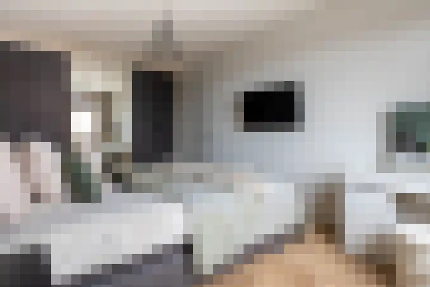 Kattenstaart 4 Berlicum thumbnail 20