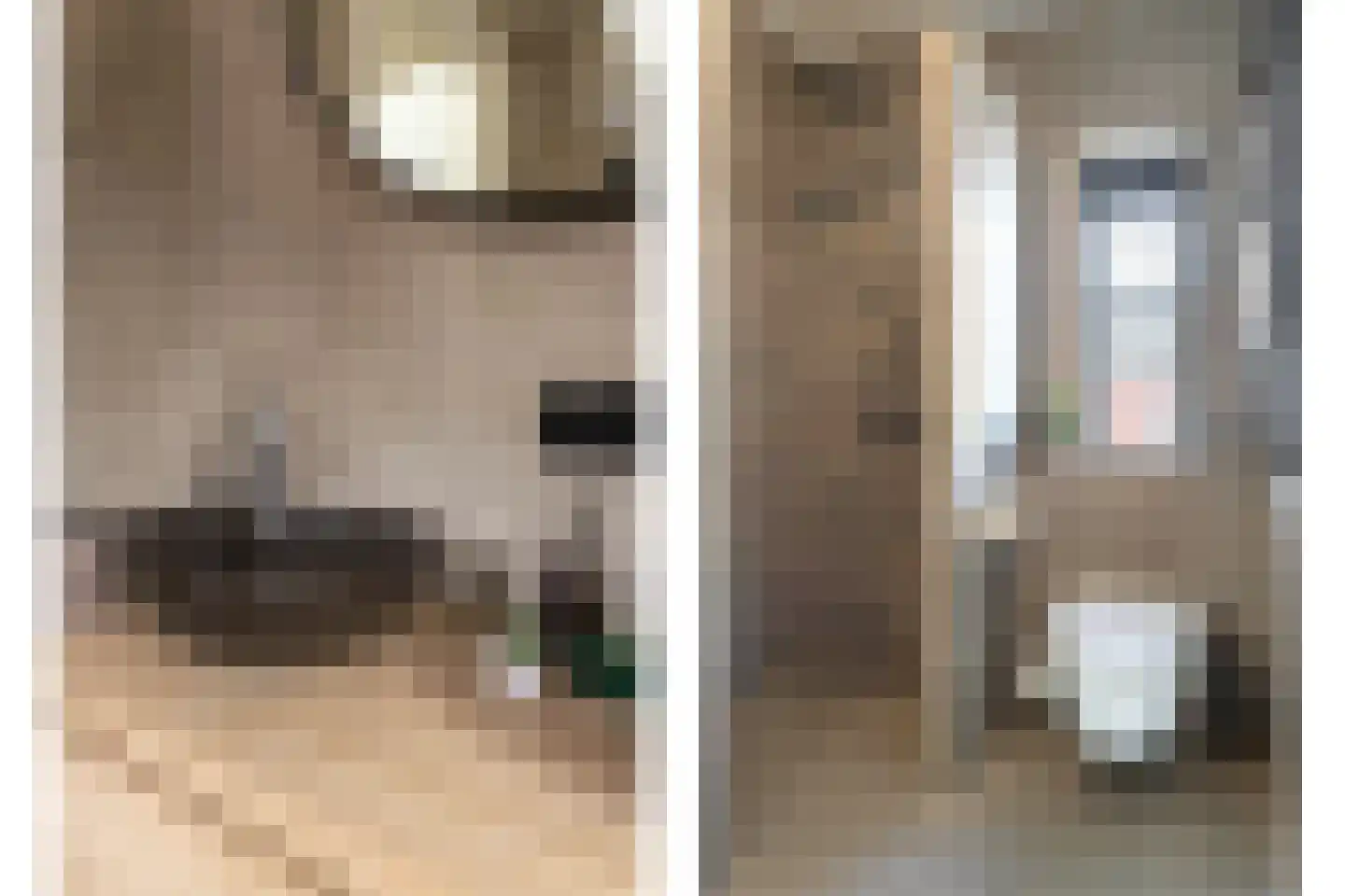 Kattenstaart 4 Berlicum thumbnail 30