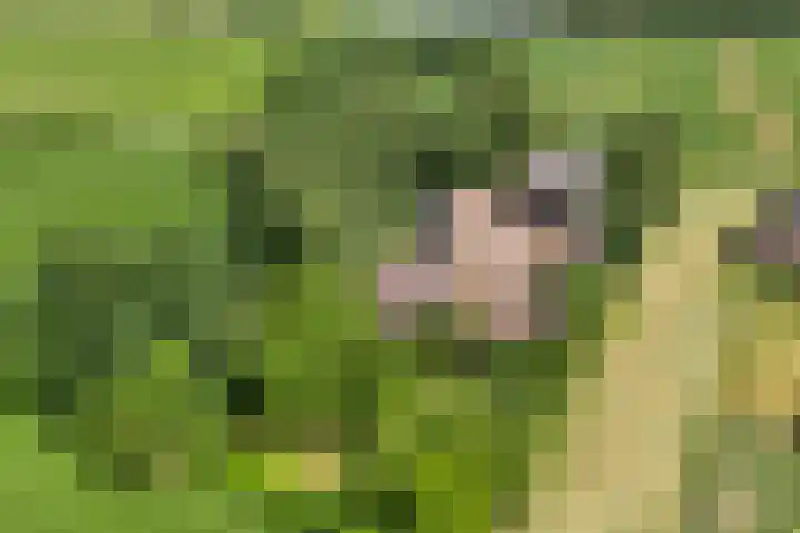 Kattenwinkelweg 4 Zwolle thumbnail 6