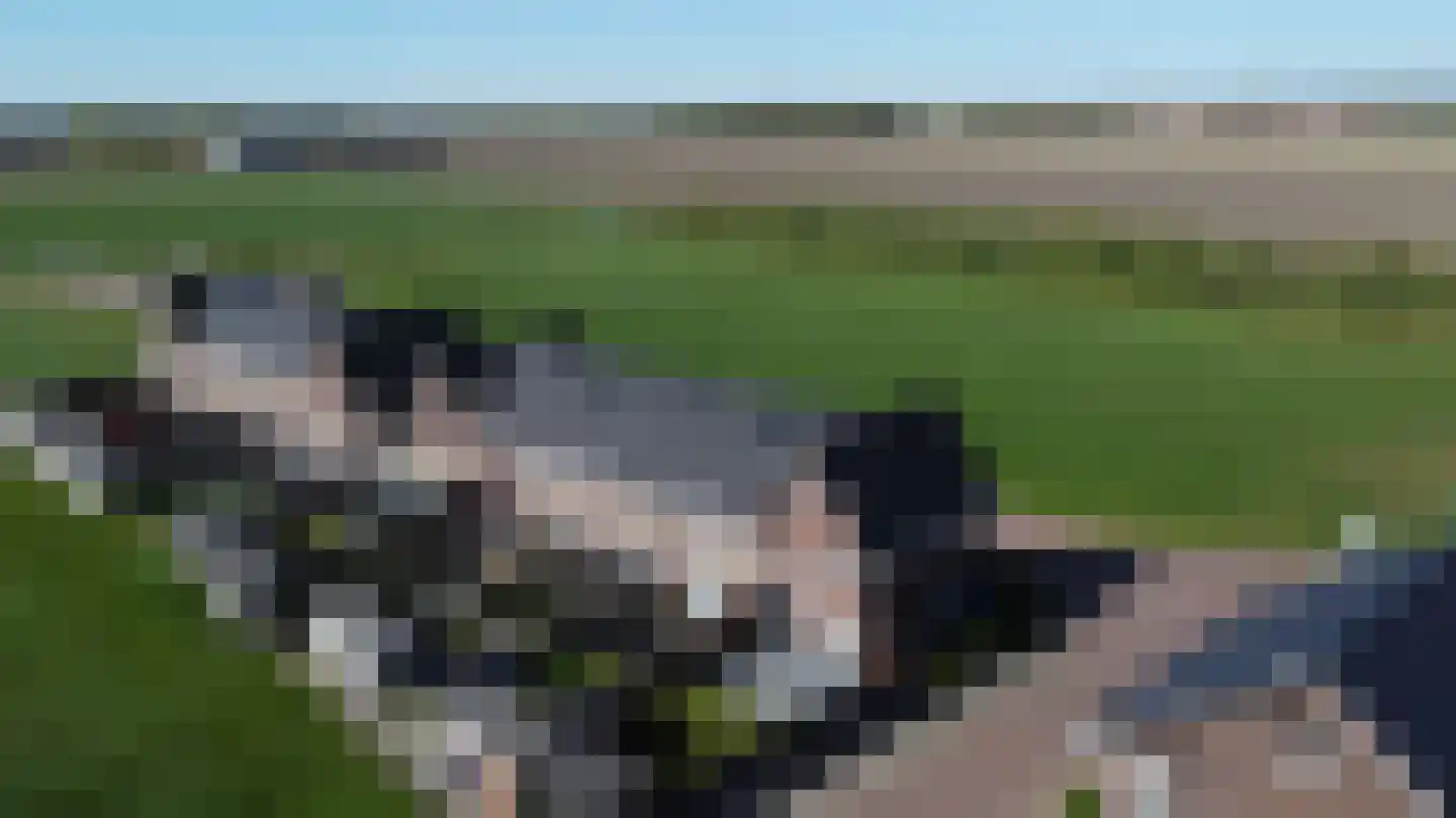 Kattestaart 28 Marknesse thumbnail 42