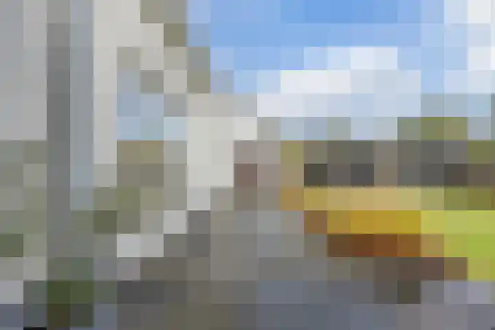 Kattestart 16 Gemert thumbnail 38