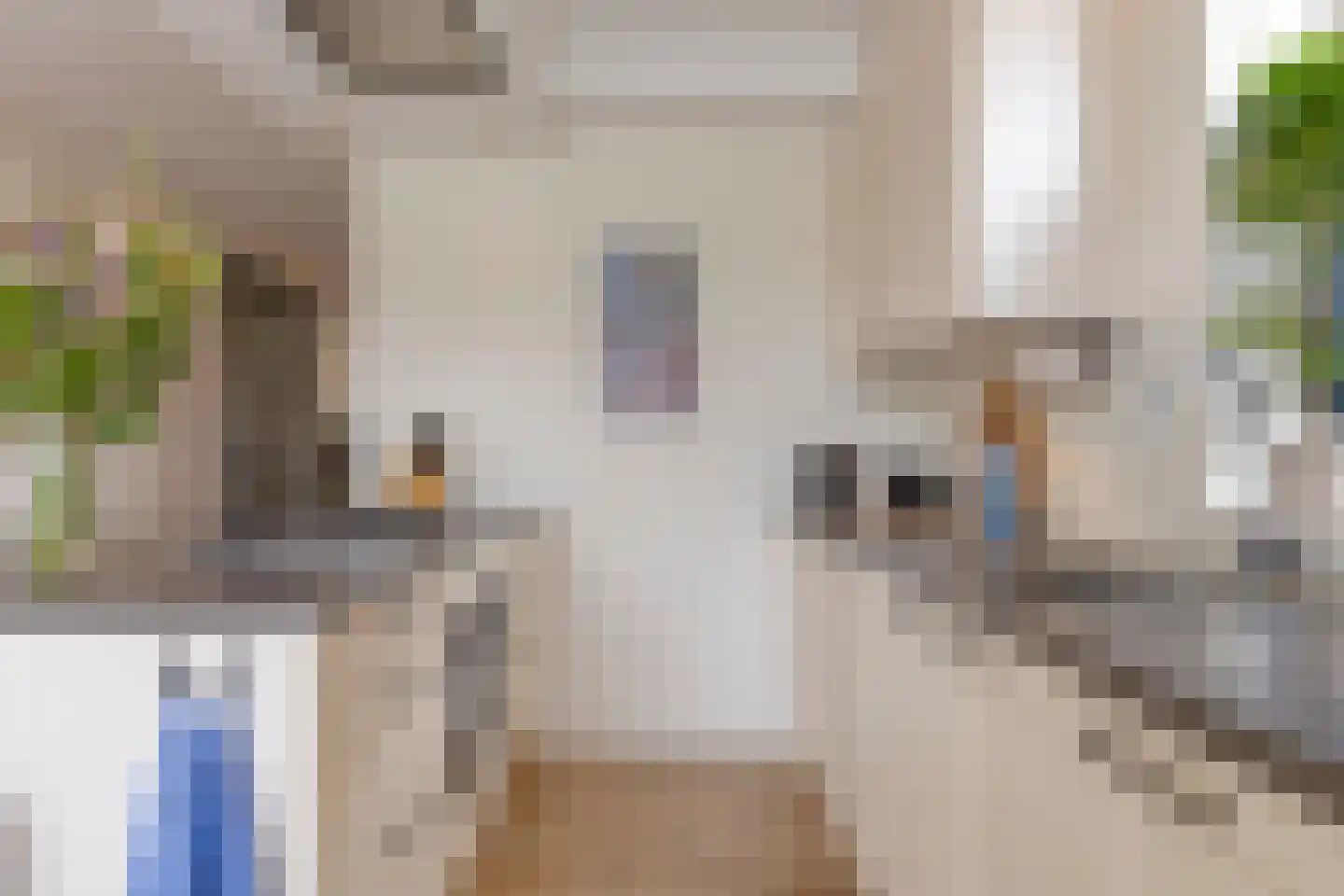 Kattestart 47 Gemert thumbnail 4