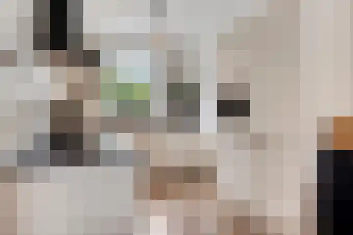 Kattestart 59 Gemert thumbnail 17