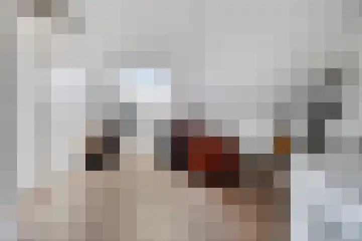 Kattestart 59 Gemert thumbnail 31