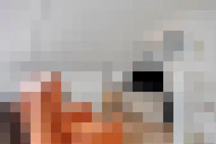 Kattestart 59 Gemert thumbnail 33