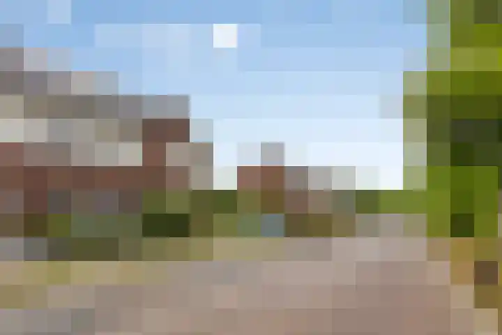 Kattestart 59 Gemert thumbnail 8