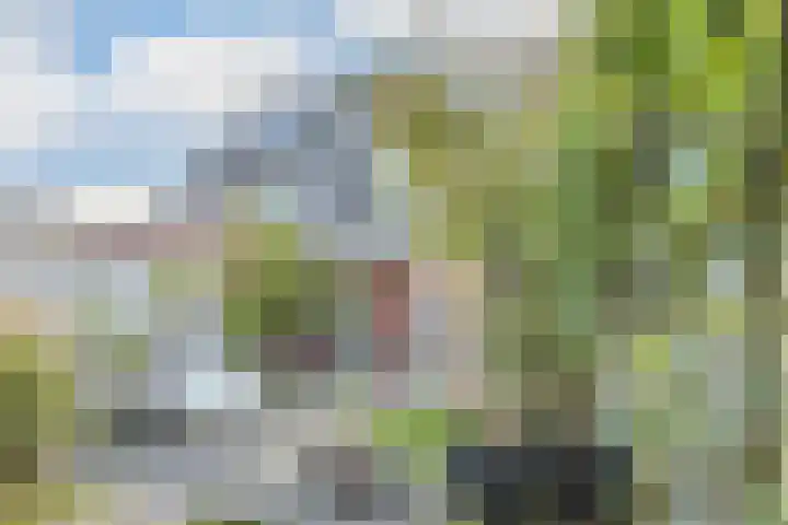 Kattestart 7 a Gemert thumbnail 25